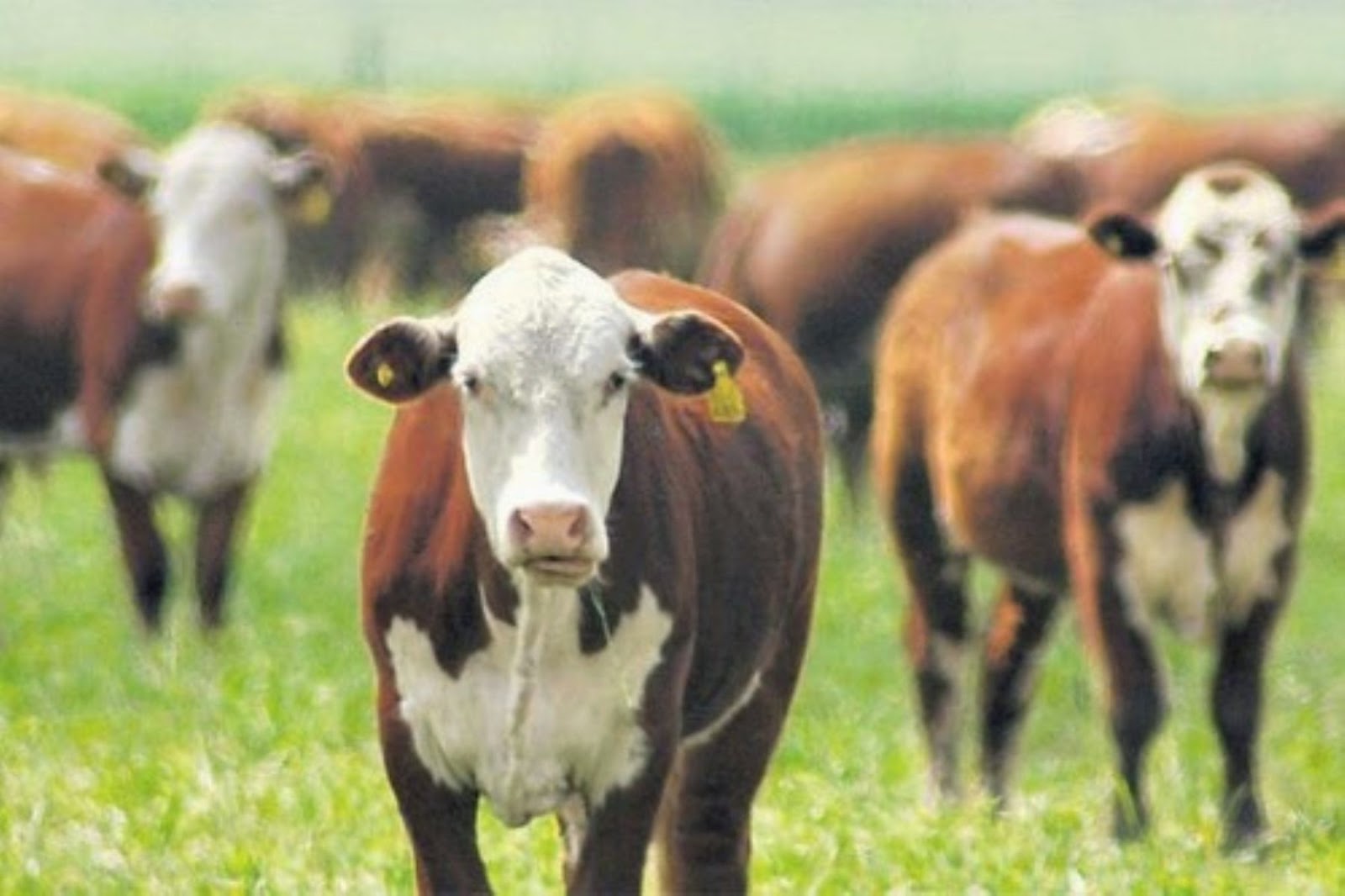 Agraria pe PIURA PROMUEVEN DESARROLLO GANADERO REGIONAL CON 