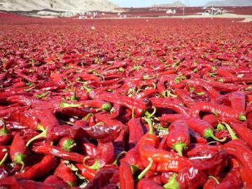 Exportaciones peruanas de páprika alcanzaron las 37.756 toneladas por US$ 149 millones en 2023