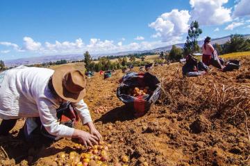 Trabajador agropecuario golpeado