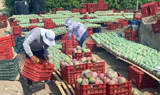 Anomalías térmicas y acoplamiento océano-atmósfera amenazan la campaña de mango
