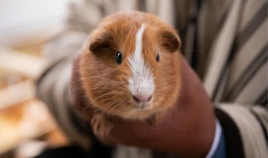 Asociación de productores de cuyes de Áncash lograrán duplicar producción