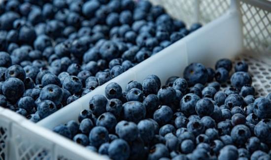 Beta impulsa el crecimiento del sector arándano en Perú con una expansión de hectáreas