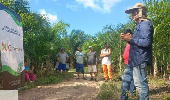 Caynarachi apuesta por el palmito y acaí en San Martín