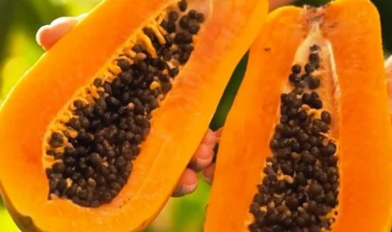 Del mercado mayorista al laboratorio global: El millonario valor de la papaína que se desperdicia en la Amazonía