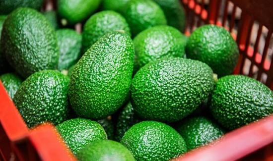 El mercado de la palta peruana apunta al equilibrio comercial frente a una proyección récord
