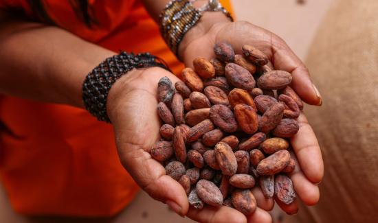 Exportaciones peruanas de cacao y derivados sumaron US$ 341.4 millones hasta junio