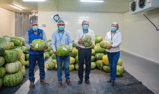 Hito agroexportador en Moquegua: San Antonio realiza su primera exportación de zapallo a Chile