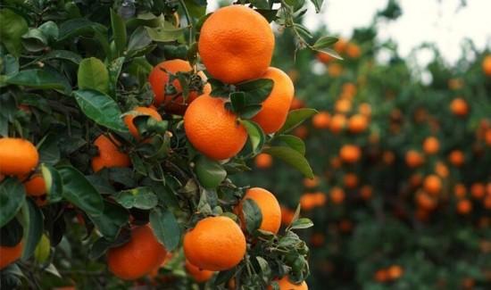 Junín, Piura y Lima concentran el 52.6% de la superficie de cítricos en Perú