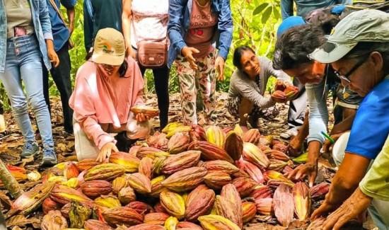La certificación orgánica impulsa la internacionalización del cacao peruano