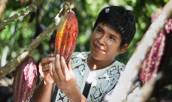 La comunidad nativa Puija impulsa la conservación de la Amazonía con producción sostenible de cacao