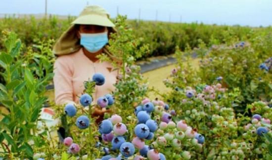 La Libertad aporta casi el 50% de las exportaciones de arándanos hasta la semana 32