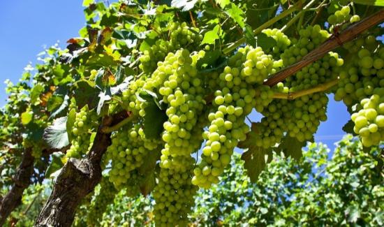 Mercado de uva de mesa en EE.UU. avanza hacia una era de volatilidad e incertidumbre climática