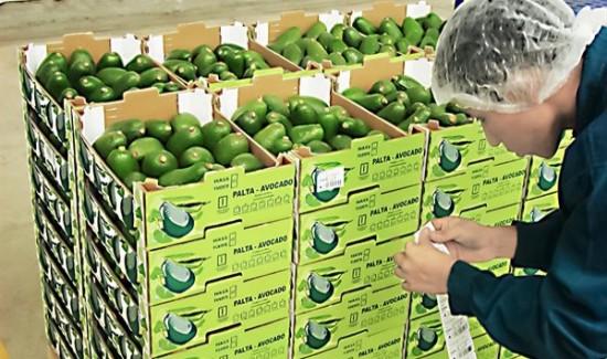 Mercado peruano de la palta en 2026: fragmentación, competencia y oportunidades para los compradores