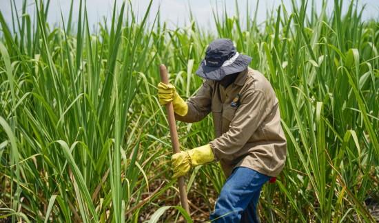 Producción mundial de azúcar creció 4.58% en la campaña 2025/2026