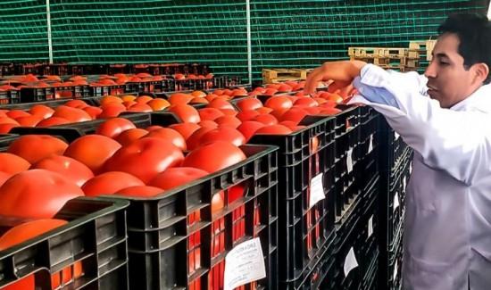 Tacna fortalece la exportación de tomate mediante certificación fitosanitaria con Chile