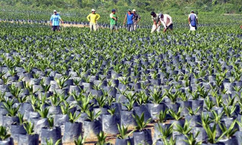  ‘HAY 500 MIL HAS DEFORESTADAS APTAS PARA BIOCOMBUSTIBLES’