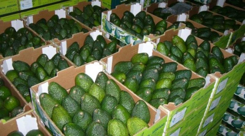 “COMITÉ DE PALTA HASS DE CHILE PRETENDE SOBREPONER EL TEMA COMERCIAL Y NO EL TÉCNICO”