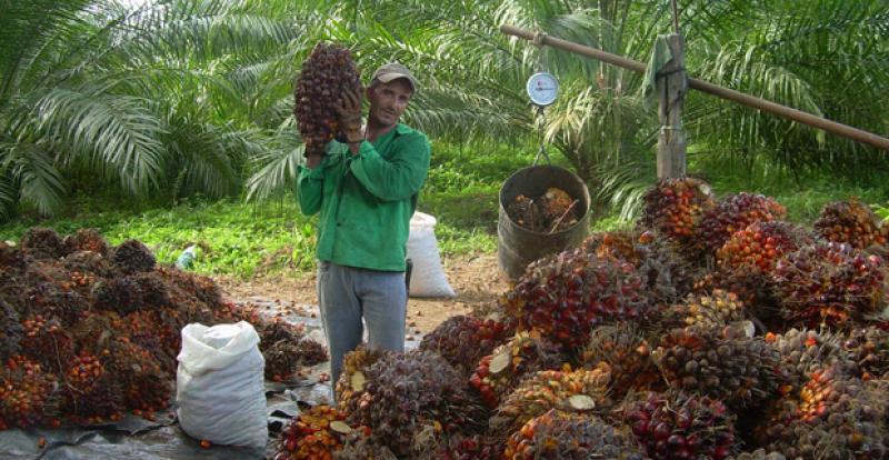 “MEDIDAS A FAVOR DE PALMICULTORES ESTARÍAN LISTAS EN DOS SEMANAS”