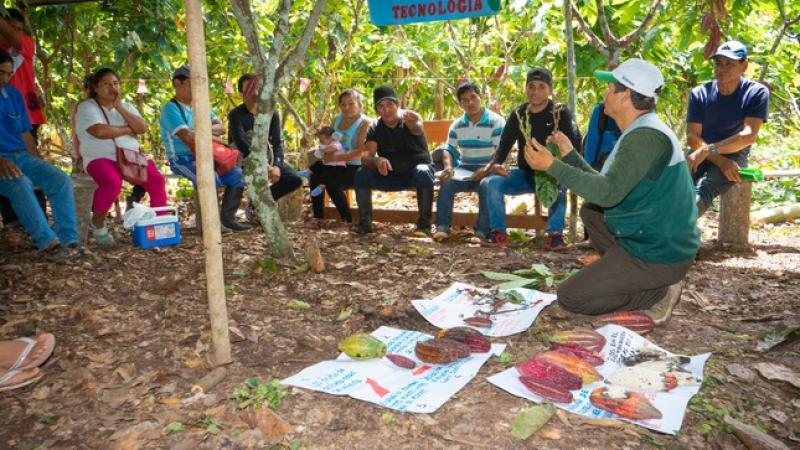 150 cacaoteros de San Martín comparten experiencias en Día de Campo