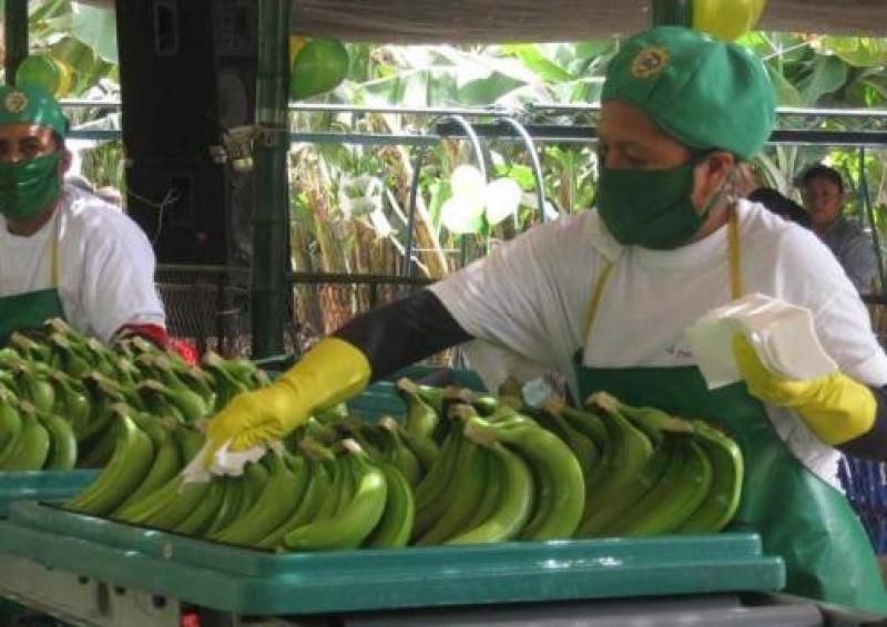 180 contenedores semanales de banano de Piura en riesgo por paro indefinido de transportistas