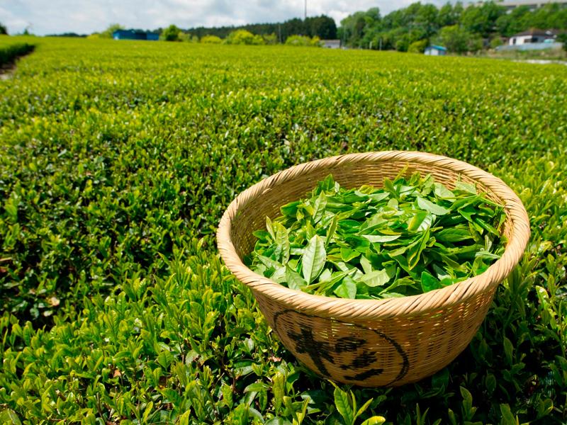 2018: exportación peruana de té verde crece en volumen pero cae en valor