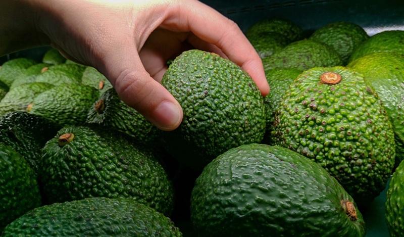 2025 marca un cambio estratégico en el comercio internacional de la palta peruana