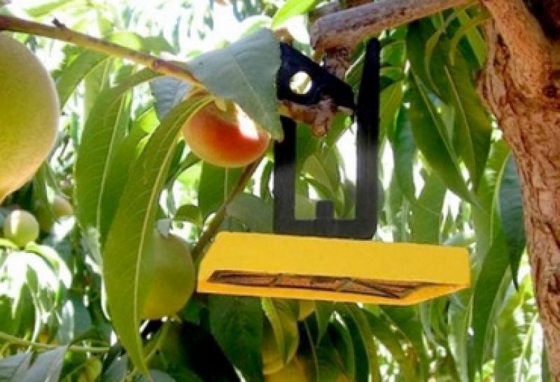 385 mil hectáreas agrícolas en nuestro país sin presencia de mosca de la fruta