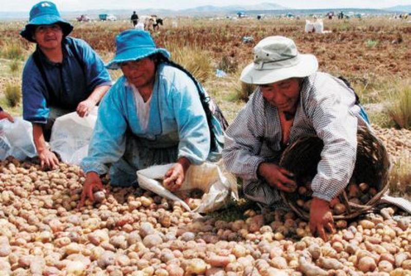 69.7% DE LAS MUJERES DEL ÁREA RURAL QUE TRABAJAN LO HACEN EN AGRICULTURA