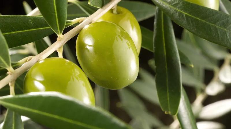 Aceite de oliva y aceitunas de Tacna ganan medallas en certamen internacional