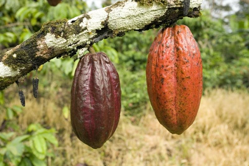 ACOPAGRO EXPORTARÁ 5.000 TONELADAS DE GRANOS DE CACAO ORGÁNICO EN 2014 