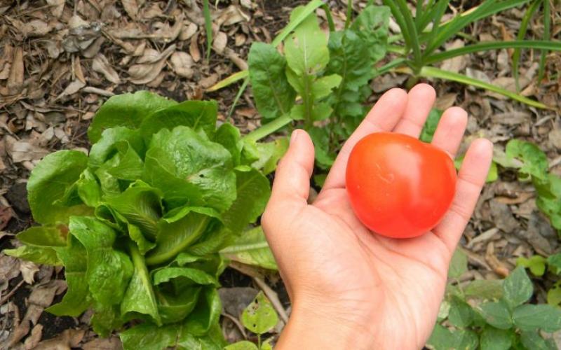 Acusan a la agricultura ecológica de ocasionar un mayor impacto climático que la convencional