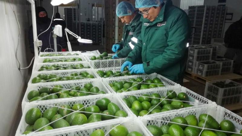 ADEX: Exportaciones arequipeñas siguen en crecimiento