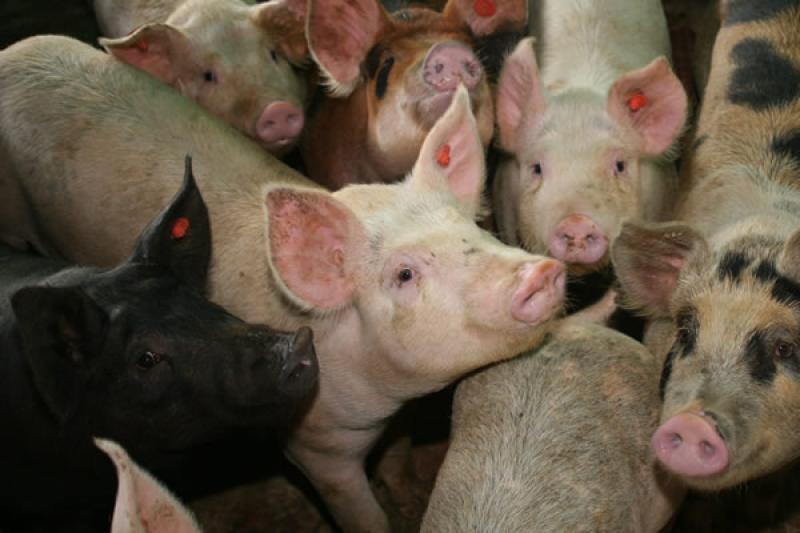 ADOPTAN ESTRATEGIA DE LA FAO PARA ERRADICAR PESTE PORCINA CLASICA