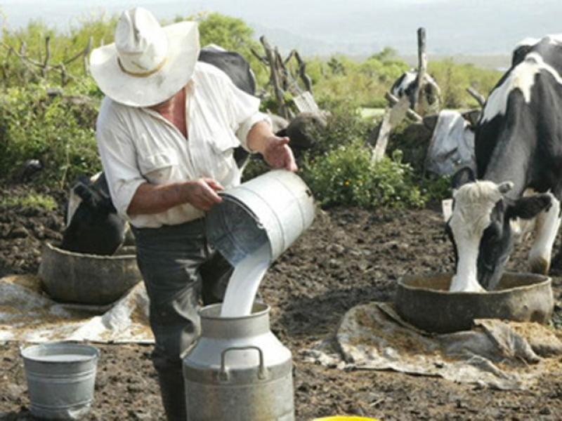 Agalep: Industria láctea retira acopio en Junín y Lambayeque por importación de leche en polvo
