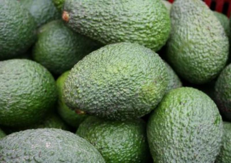 AGRÍCOLA CERRO PRIETO PREVÉ MEJORES PRECIOS PARA LA PALTA HASS EN EE.UU. 