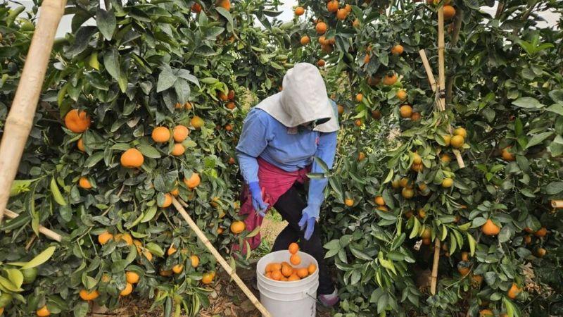 Agrícola San Clemente proyecta crecer 19.2% en comercialización en el periodo 2025/2026