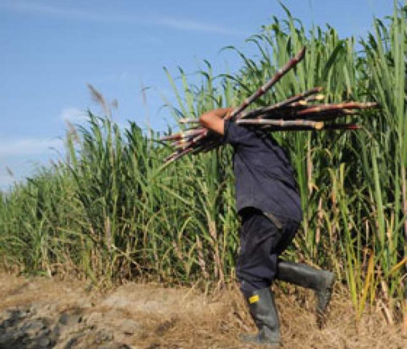 AGRICULTORES DE CAÑA DE AZÚCAR CREAN PROPIA COOPERATIVA PARA CAPTAR INVERSIONES