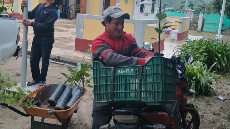 Agricultores de caseríos de Pacaipampa reciben más de 5000 plantones de palta
