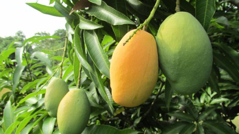 Agricultores de Lambayeque piden ayuda por pérdidas causadas por la sobreproducción de mango