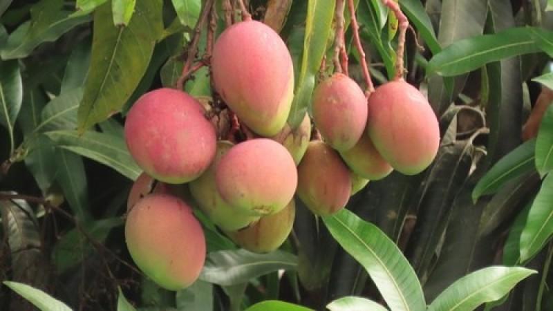 Agricultores de San Lorenzo fijan precio mínimo para el mango