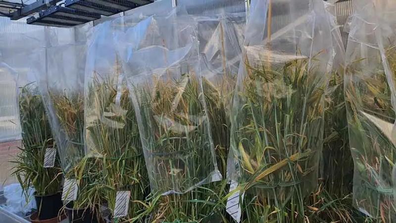 Agricultores ingleses se preparan para ser los primeros en producir cultivos editados comercialmente en Europa