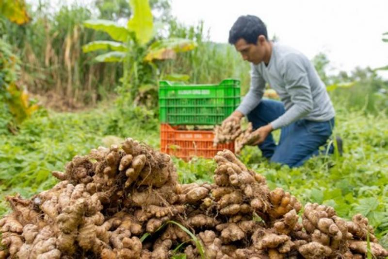 Agricultores peruanos disminuyen su superficie sembrada de jengibre para la campaña 2023/2024