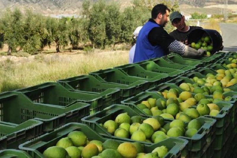 Agro Fresh Mar Azul instalará nueva planta en Piura