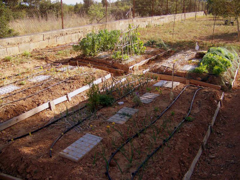 AGRO PERUANO REQUIERE TECNOLOGÍA PARA GESTIÓN EFICIENTE DEL AGUA