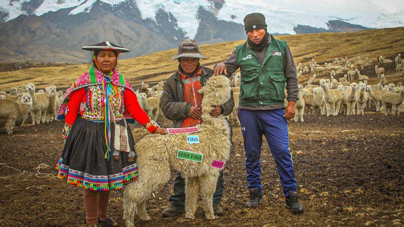 Agro Rural brinda asistencia técnica en buenas prácticas de esquila y manejo del vellón de fibra de alpaca