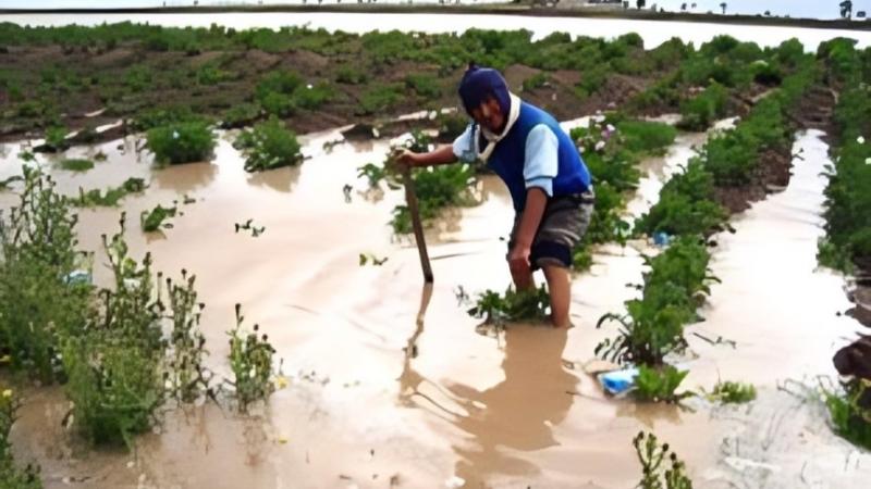 Agrobanco destaca la importancia del Seguro Agrícola como herramienta clave para mitigar el impacto de los fenómenos climáticos