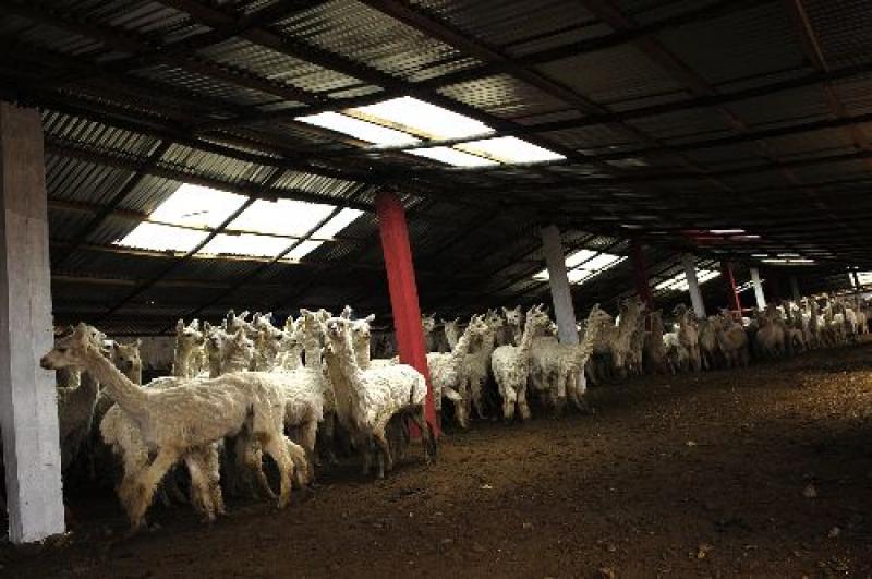 AGROBANCO HA ENTREGADO CRÉDITOS POR S/. 9,6 MILLONES EN PUNO