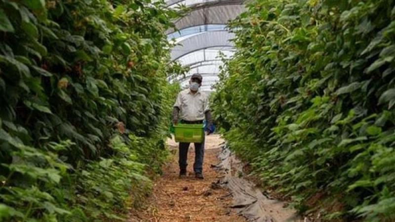 AgroBerries renovará su marca tras la adquisición de BerryWorld