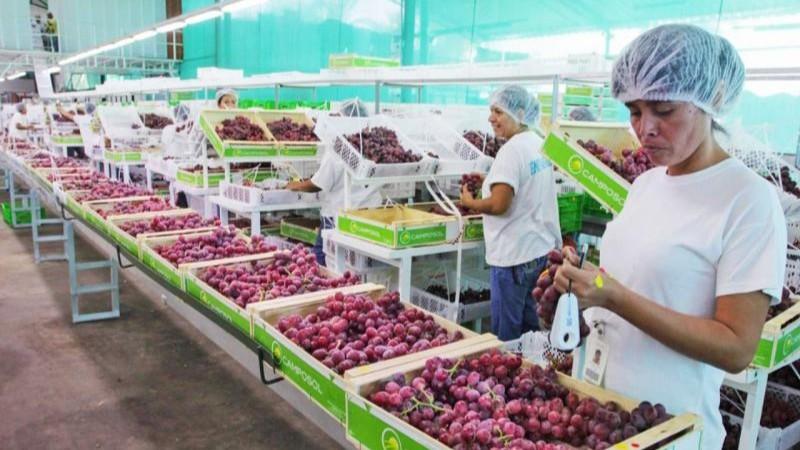 Agroexportaciones crecieron en 15 regiones del país