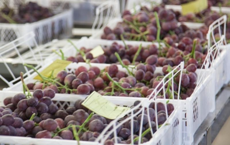 AGROEXPORTACIONES PERUANAS CRECIERON 6.3% EN ENERO